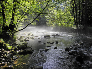 Scenic view of river in forest