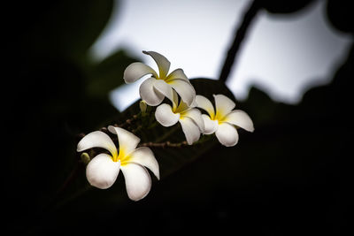 Close-up of white flowers