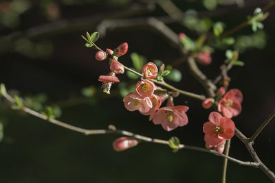 Close-up of red berries on plant