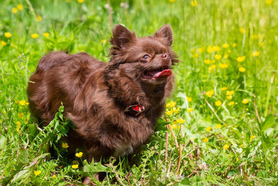 View of a dog on field