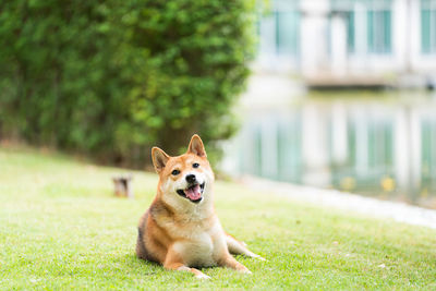 Pet lover. shiba inu dog breed in the park in the spring. shiba inu is a dog in the spitz group.