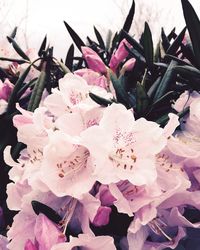 Close-up of fresh pink flowers