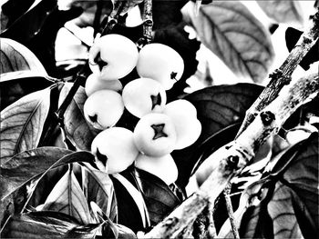 Close-up of flowers growing on tree