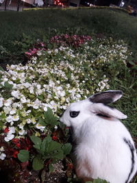 View of white flowering plants on field