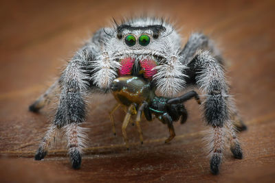 Close-up of spider