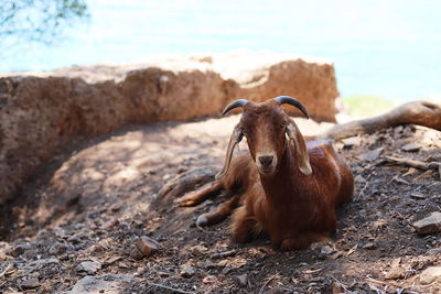 Horse sitting on rock