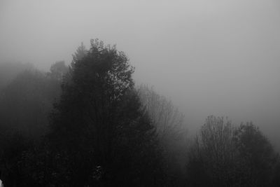 Trees in foggy weather