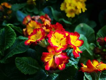 Close-up of flowers blooming outdoors
