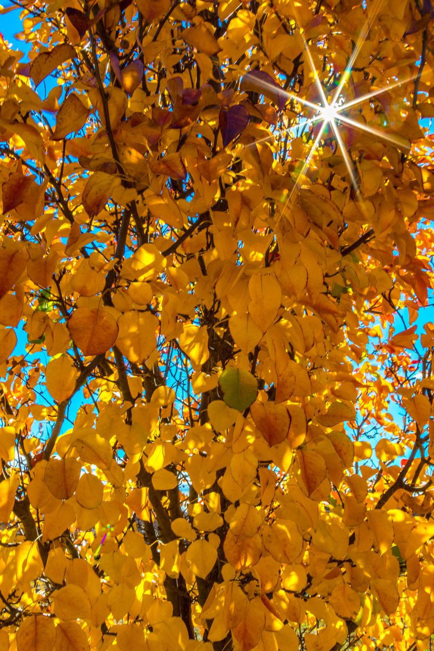 LOW ANGLE VIEW OF YELLOW FLOWER TREE