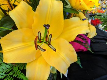 Close-up of yellow lily