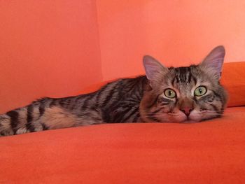 Close-up of cat resting on sofa