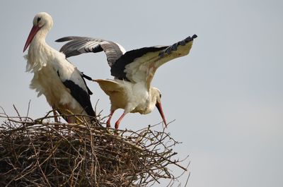White storks on nest against clear sky