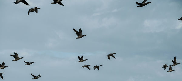 Low angle view of seagulls flying against sky