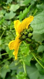 Close-up of insect on yellow flower