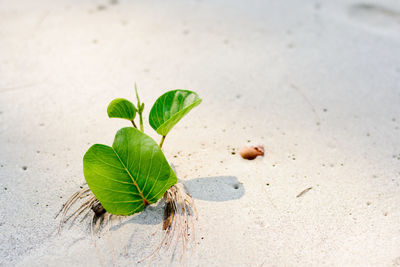 High angle view of small plant growing on sand