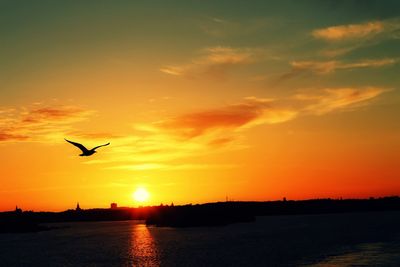 Silhouette birds flying over sea against sky during sunset