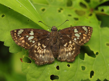 Close-up of butterfly on leaf