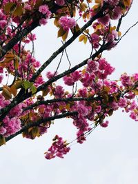 Low angle view of pink cherry blossoms in spring