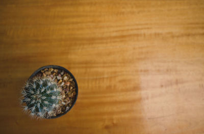 High angle view of plant on table