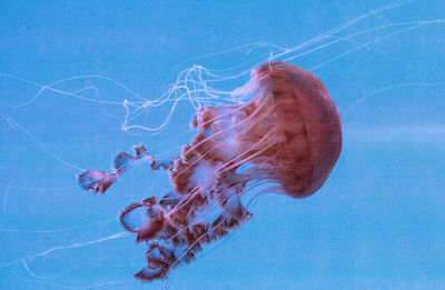 Close-up of jellyfish swimming in sea