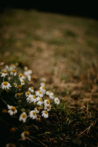 Close-up of white flowering plant on field