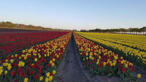 Scenic view of tulips on field against sky