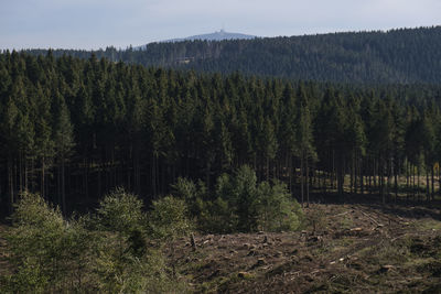 Scenic view of pine trees in forest against sky