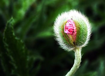 Close-up of red flower