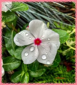 Close-up of water drops on purple flower blooming outdoors