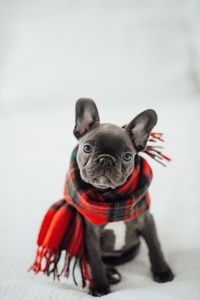 Portrait of dogs against white background