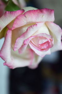 Close-up of pink rose