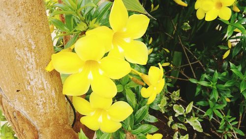 Close-up of yellow flowers blooming outdoors