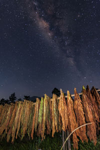 Low angle view of plants against sky at night