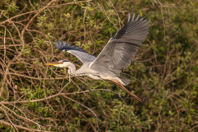 High angle view of gray heron flying