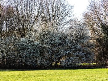 Bare trees on field against sky