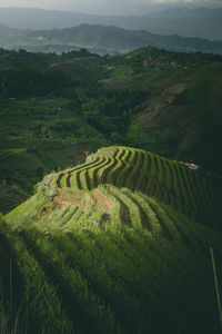 High angle view of agricultural field