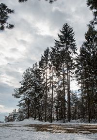 Pine trees on snow covered field against sky