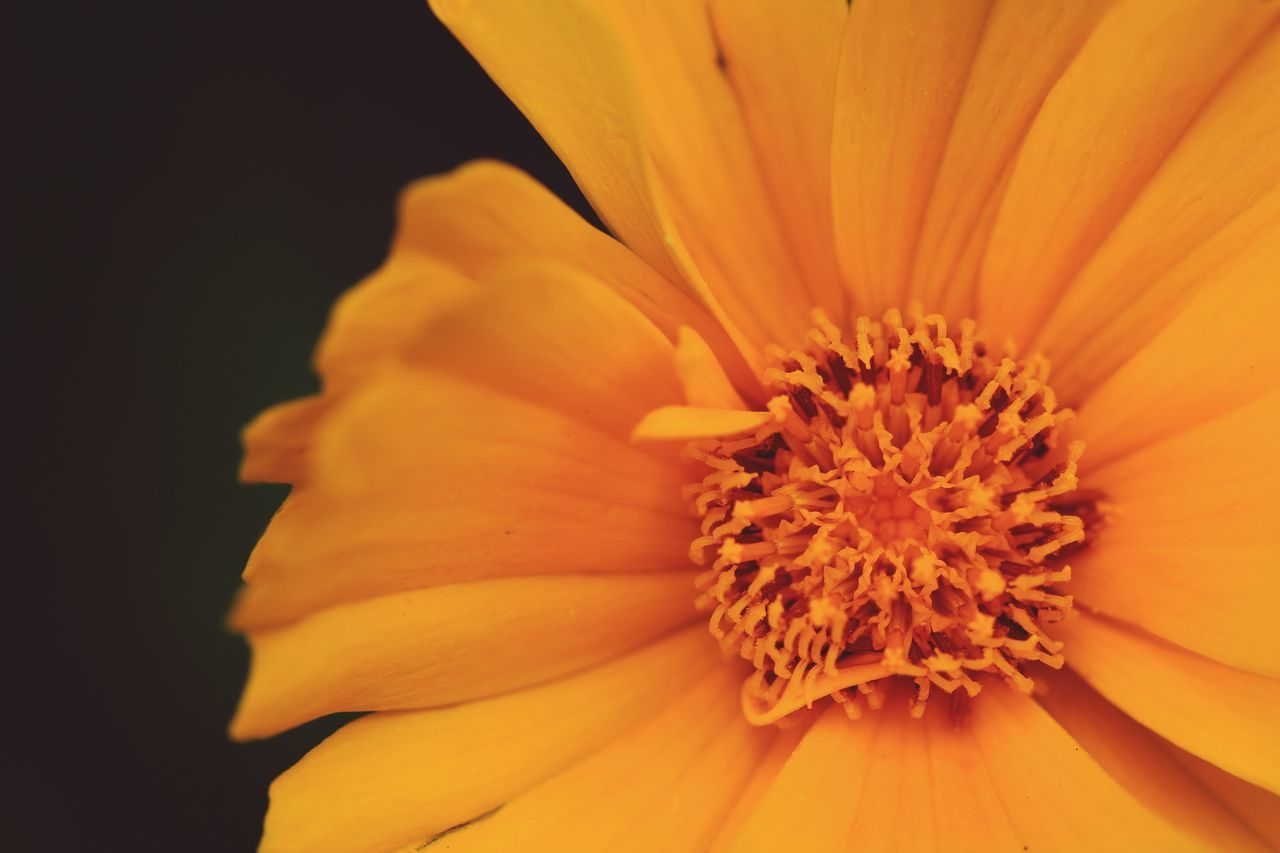 CLOSE-UP OF ORANGE FLOWER POLLEN AGAINST YELLOW WALL