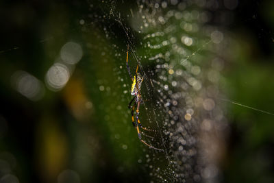 Close-up of spider on web