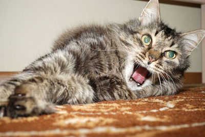 Close-up portrait of cat