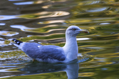 Duck swimming in lake