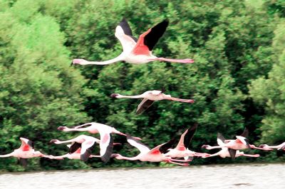 Birds flying over pink flowers