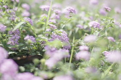 Close-up of purple flowering plants