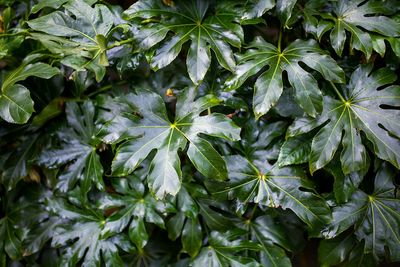 Close-up of plants