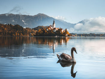 Swans swimming in lake against mountain range with bled church and mountains in background