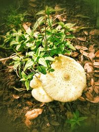 High angle view of mushroom growing on field