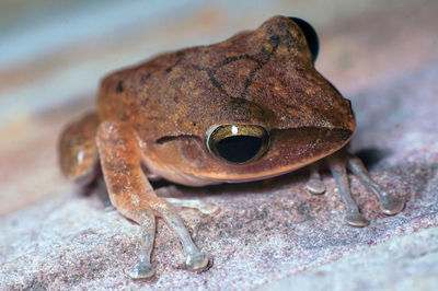 Close-up of frog on rock