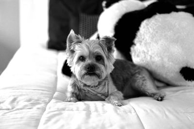 Portrait of dog relaxing on bed at home