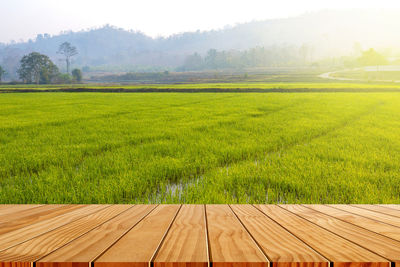 Scenic view of agricultural field against sky