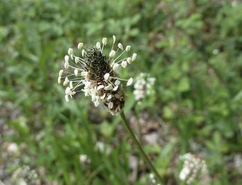 Close-up of bee on white flower